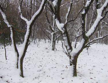 Original Documentary Tree Photography by Clive Frost