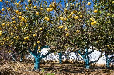 Original Documentary Tree Photography by Clive Frost