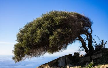 Original Documentary Tree Photography by Clive Frost