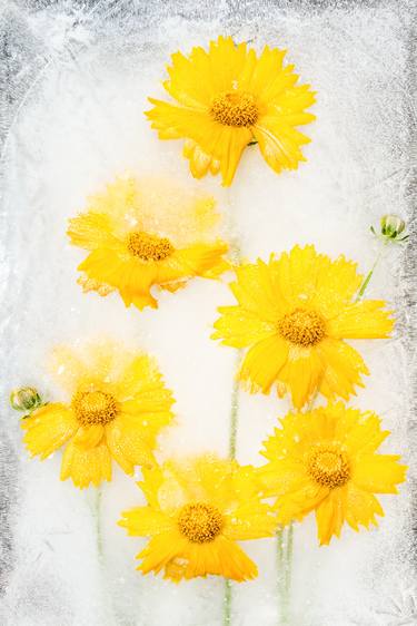 Coreopsis flowers in ice - Limited Edition 2 of 3 thumb