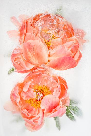 Coral charm peonies in ice - Limited Edition 1 of 3 thumb