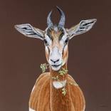 Gazelle by Clara Bastian