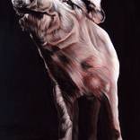 Pig by Clara Bastian