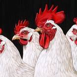 8 Chicken and a rooster by Clara Bastian