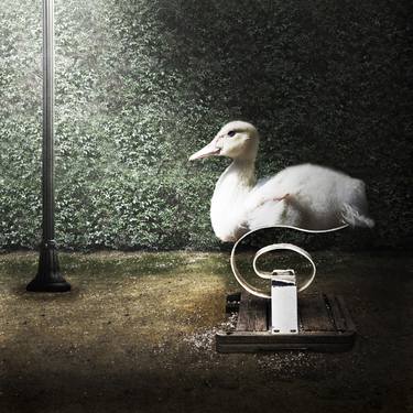 Original Conceptual Animal Photography by Alessandra Favetto
