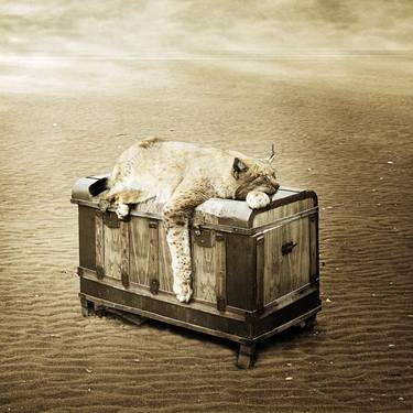Original Animal Photography by Alessandra Favetto