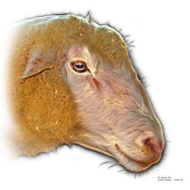 Polled Dorset Sheep - 1643 FS - WB thumb