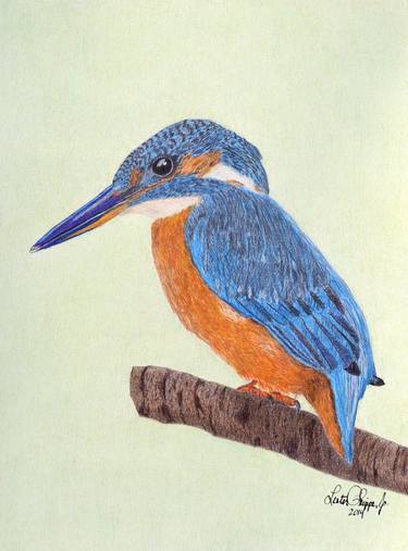 Original Realism Animal Drawing by Lester Phipps