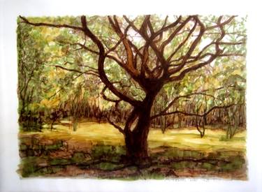 Original Impressionism Nature Drawings by mira cedar