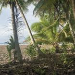 The edge of the jungle, Enedrik-Kan Island, Milli Atoll, Marshall Islands - Limited Edition of 4 by Matthew Arnold