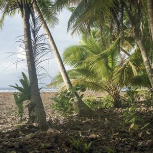 The edge of the jungle, Enedrik-Kan Island, Milli Atoll, Marshall Islands - Limited Edition of 4