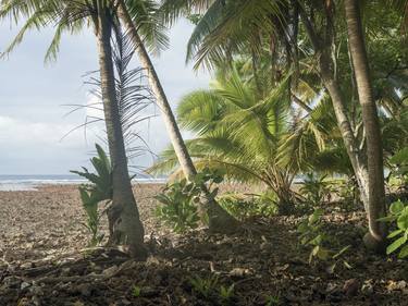 The edge of the jungle, Enedrik-Kan Island, Milli Atoll, Marshall Islands - Limited Edition of 4 thumb