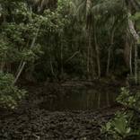 American bomb crater  in jungle, Wotje Island,  Wotje Atoll, Marshall Islands - Limited Edition of 4 by Matthew Arnold
