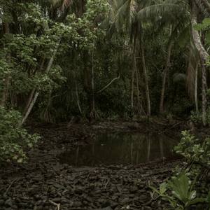 American bomb crater  in jungle, Wotje Island,  Wotje Atoll, Marshall Islands - Limited Edition of 4