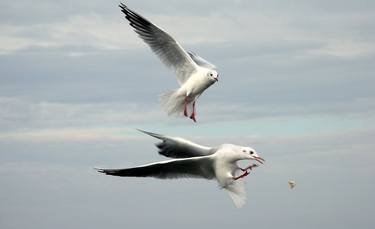 Original Animal Photography by Heribert H. Hufnagl