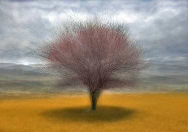 Print of Tree Photography by Uğur Tufan Emeksiz