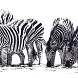 Watering Hole by Cory Salmond