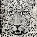 LENGAU by Cory Salmond