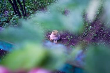 Print of Animal Photography by Veronica Lounge