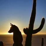 Amigo by Skip Hunt