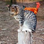 El Gato de Sofía by Marcelo Villacrés