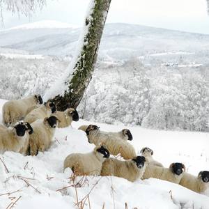 Sheltering Flock