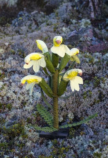 Flower of Tundra, Pediculáris oedéri thumb