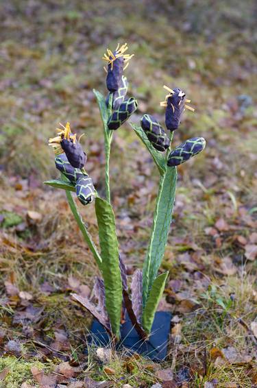 Flower of Tundra, Carex saxátilis thumb