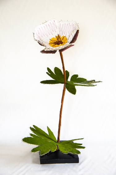 Flower of Tundra, Ranunculus glaciàlis thumb