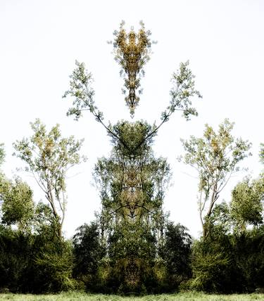 "The King" from the series "Nature and Symmetry" thumb