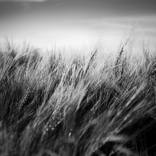 Collection Botanical Works for $1000 and Under