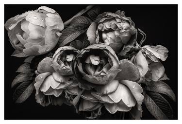 Original Floral Photography by Alexandru Ionita