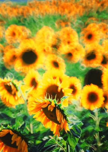 sunflowers thumb
