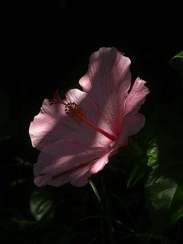 Hibiscus thumb