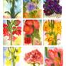 Collection Paintings of Flowers