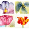 Collection Paintings of Flowers