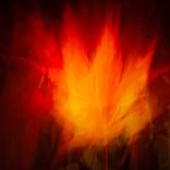 Warm Tones thumb