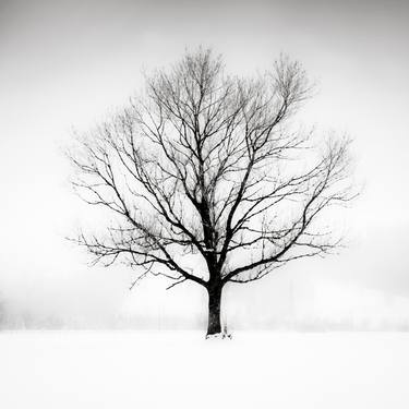 Print of Tree Photography by Lynne Douglas
