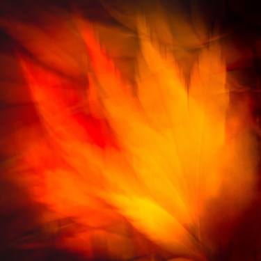 Original Abstract Expressionism Botanic Photography by Lynne Douglas