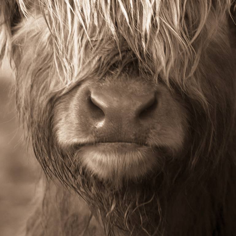 Original Photorealism Animal Photography by Lynne Douglas