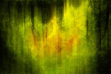 Original Impressionism Abstract Photography by Lynne Douglas