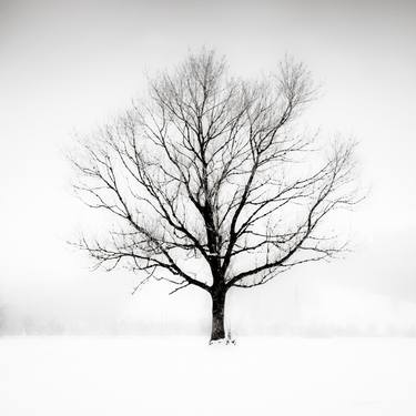 Solitude in White  (printed on Metal) - Limited Edition of 25 thumb