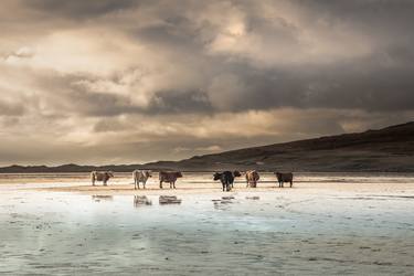 Cows at Scarista Beach - Limited Edition of 25 thumb