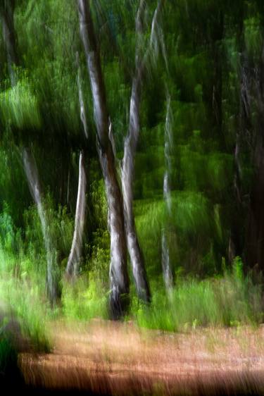 Original Impressionism Tree Photography by Lynne Douglas
