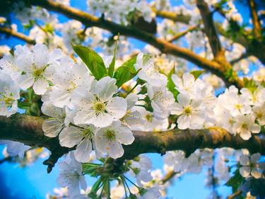 Cherryblossom thumb