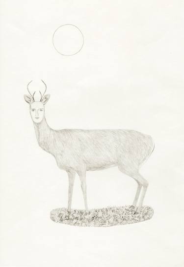 Original Animal Drawings by Abbi Torrance