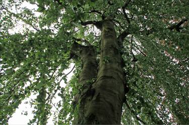 Print of Nature Photography by Lise Helen Breistein