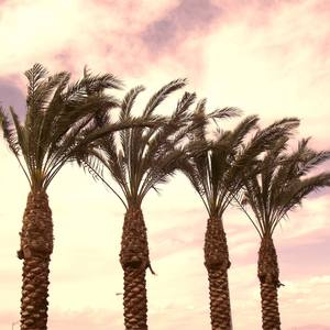 Collection BEACHES & PALM TREES by Dietmar Scherf