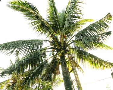 Coconut Tree (2014) (Original) thumb