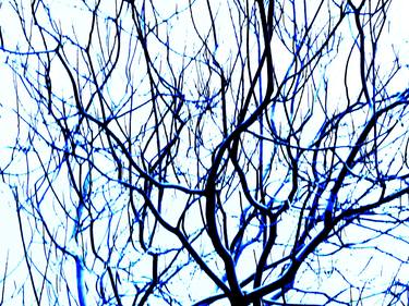 Original Fine Art Tree Photography by Dietmar Scherf